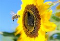 /album/fotogaleria-inicio/msn-girasol-en-francia-jpg/